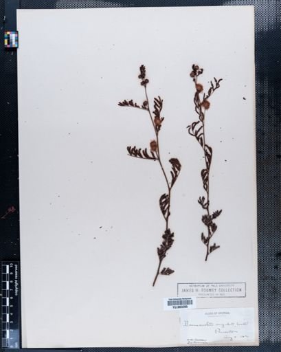 Desmanthus virgatus