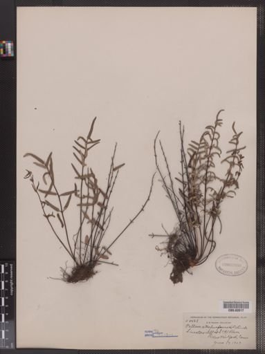 Pellaea atropurpurea