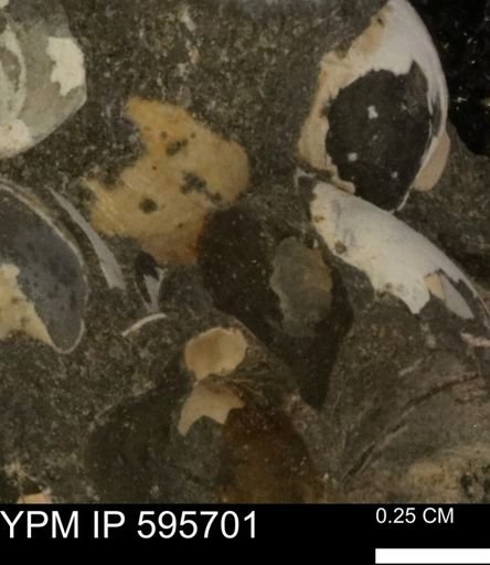 undet. Bivalvia