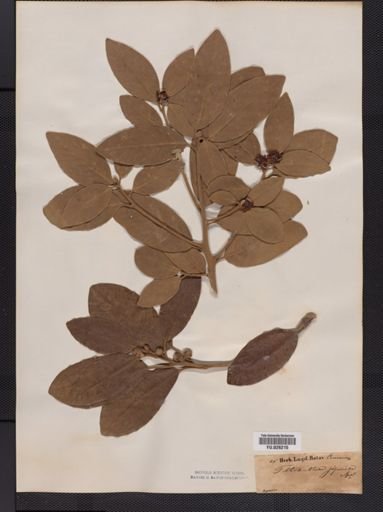 Litsea