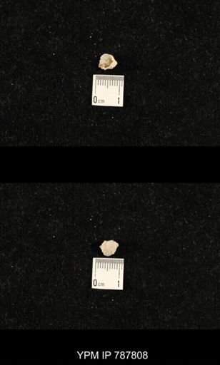 undet. Brachiopoda