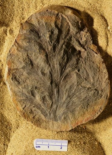 Aphlebia