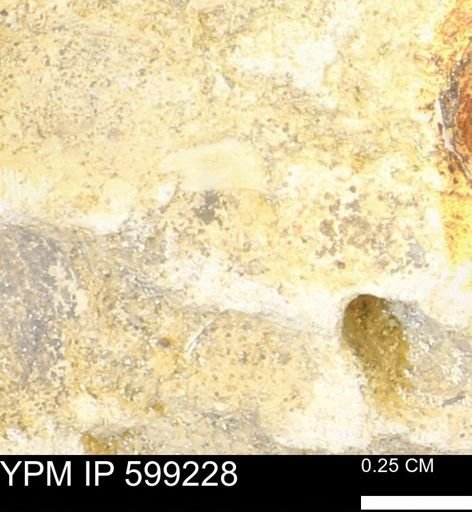 undet. Bryozoa