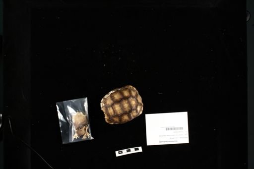 Geochelone denticulata