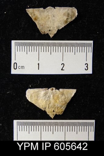 Multicostella sp.