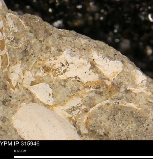 undet. Mollusca