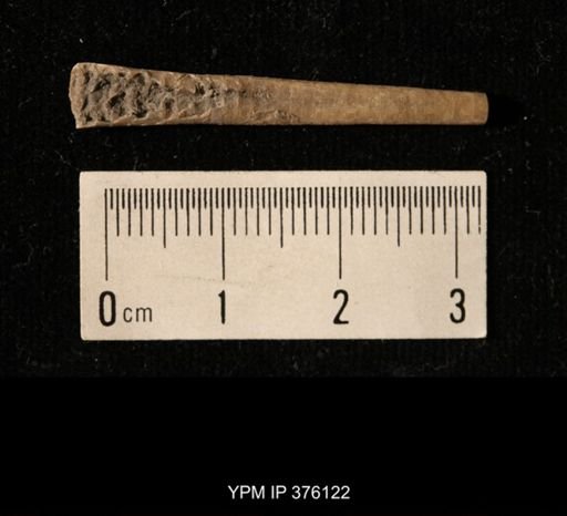 Pseudorthoceras knoxense