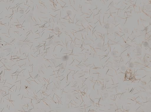 Amphimedon compressa