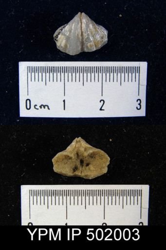 Spirifer texanus