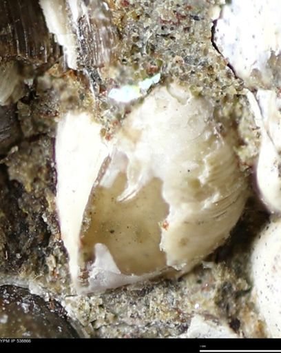 Corbulamella gregaria