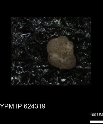 undet. Foraminiferida