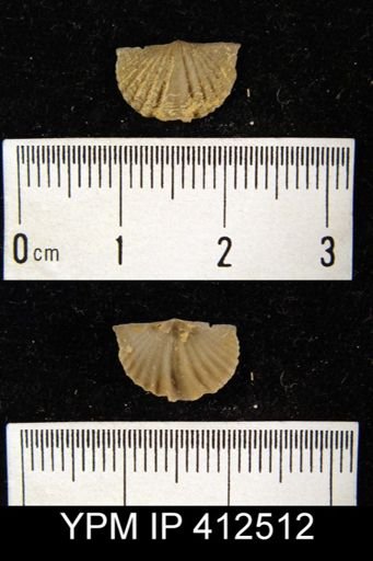Spirifer varicosa?