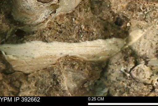 Protocardia subquadrata