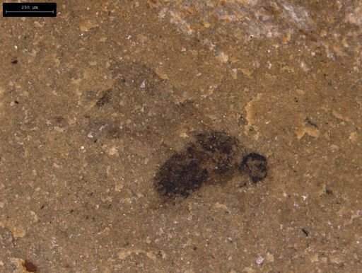 taxon undetermined
