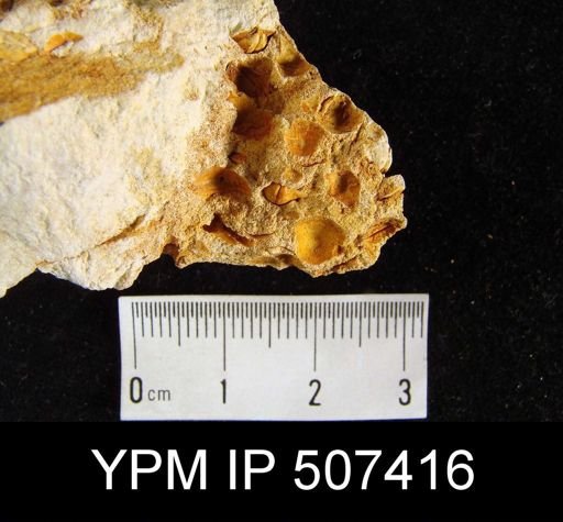 Anoplia nucleata