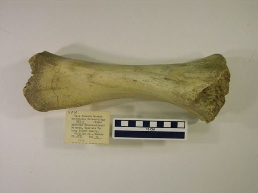 Rhinocerotidae