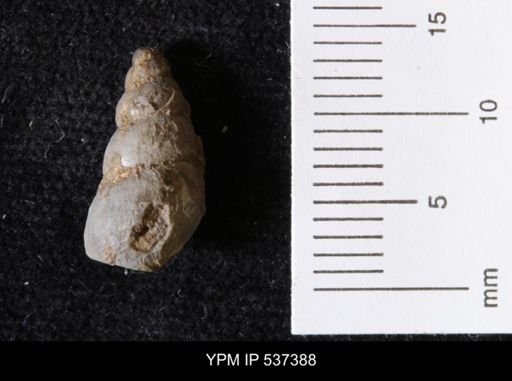 Goniobasis ortmanni
