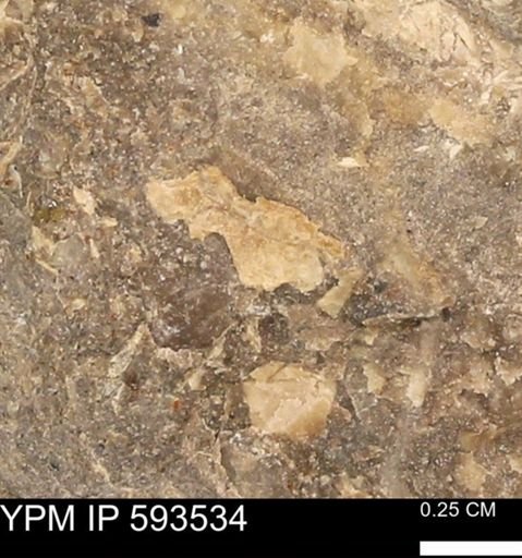taxon undetermined