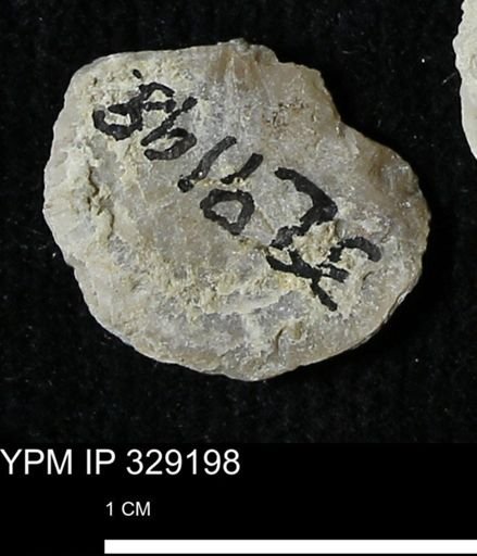 Pholidostrophia iowaensis