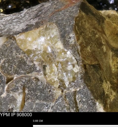 undet. Ammonoidea
