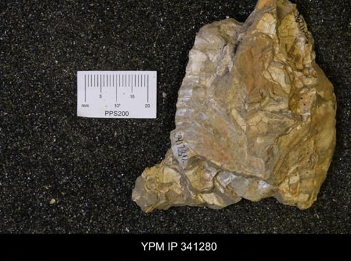 Inoceramus sp.