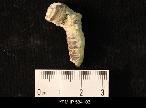 Lithostrotion proliferum