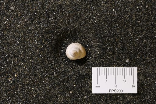 Littorina rudis