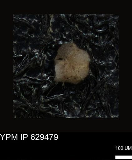 undet. Foraminiferida