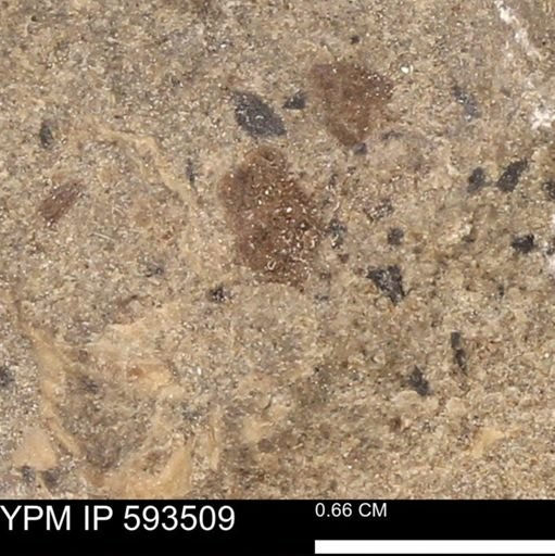 taxon undetermined