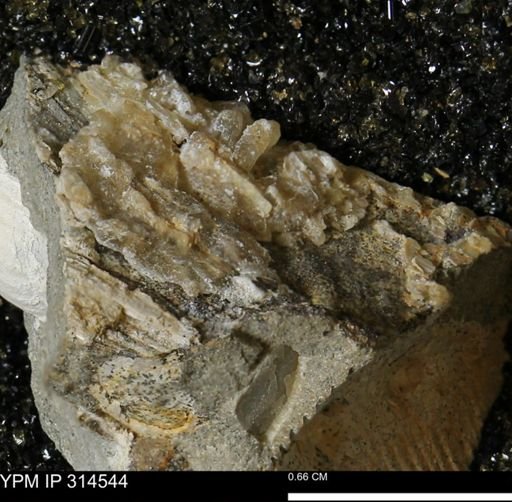 undet. Mollusca