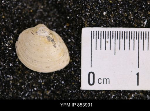 Limopsis striatopunctatus