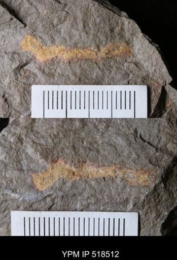 Ichnofossil