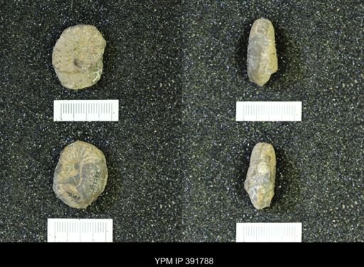 Scaphites whitfieldi