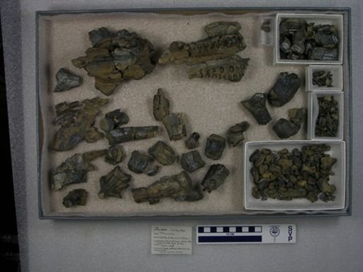 Titanoides sp.