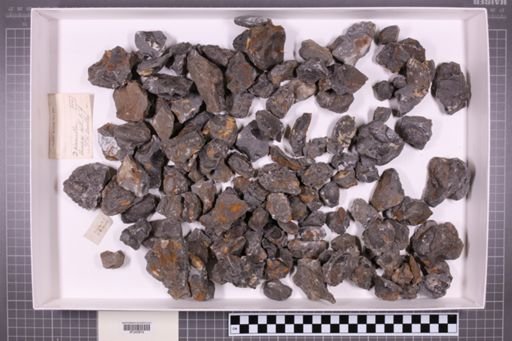 mixed taxa, stratigraphic collection