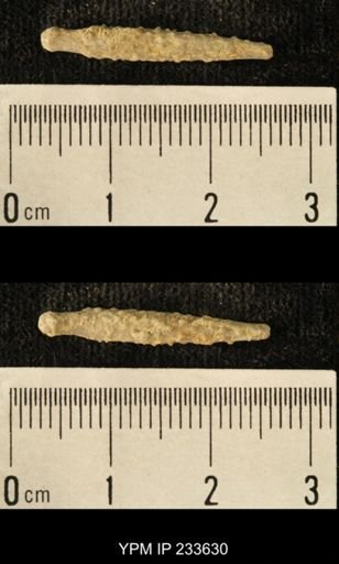 Archaeocidaris sp.