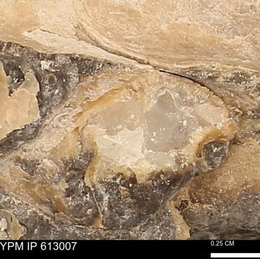 Baculites sp.