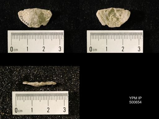 Chonetes granulifer meekanus
