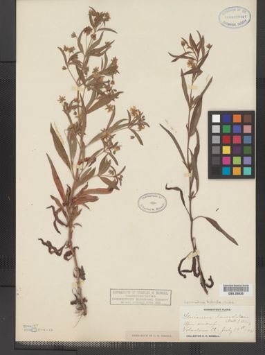 Plantae