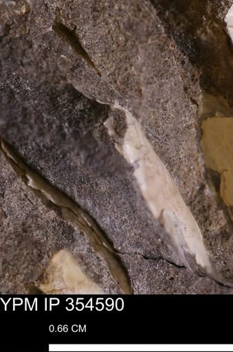 Pseudoptera subtortuosa
