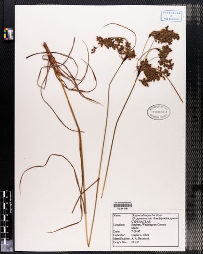 Scirpus