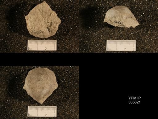 Linoproductus cora