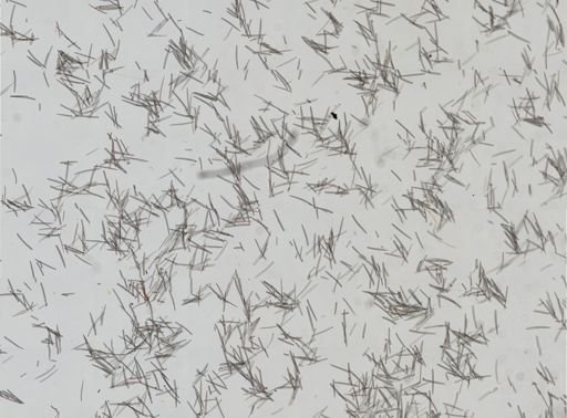 Isodictya deichmannae