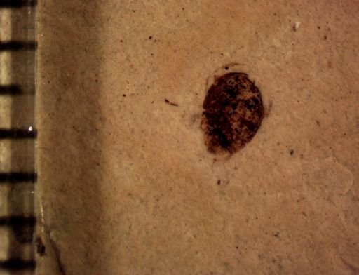 Coleoptera?