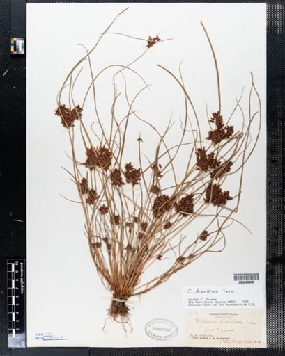 Cyperus diandrus