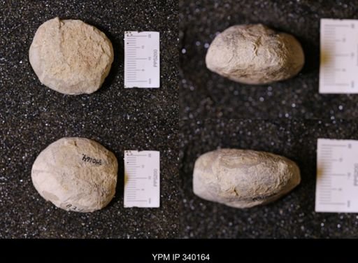 Macraster sp.