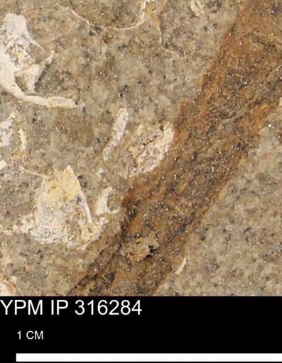 undet. Mollusca