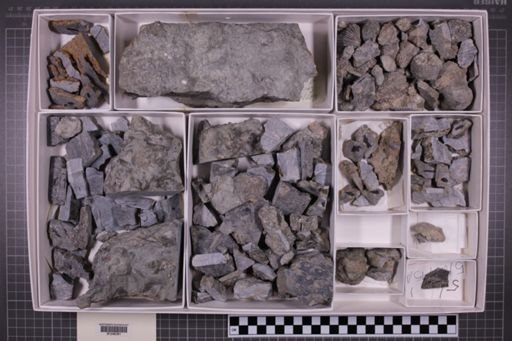 mixed taxa, stratigraphic collection