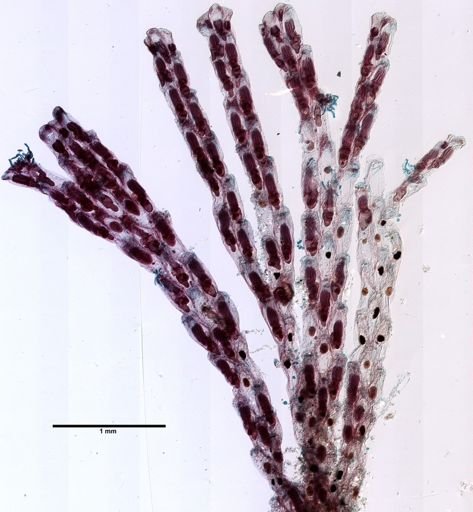 Bugula simplex
