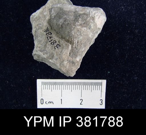 Strophomena fluctuosa
